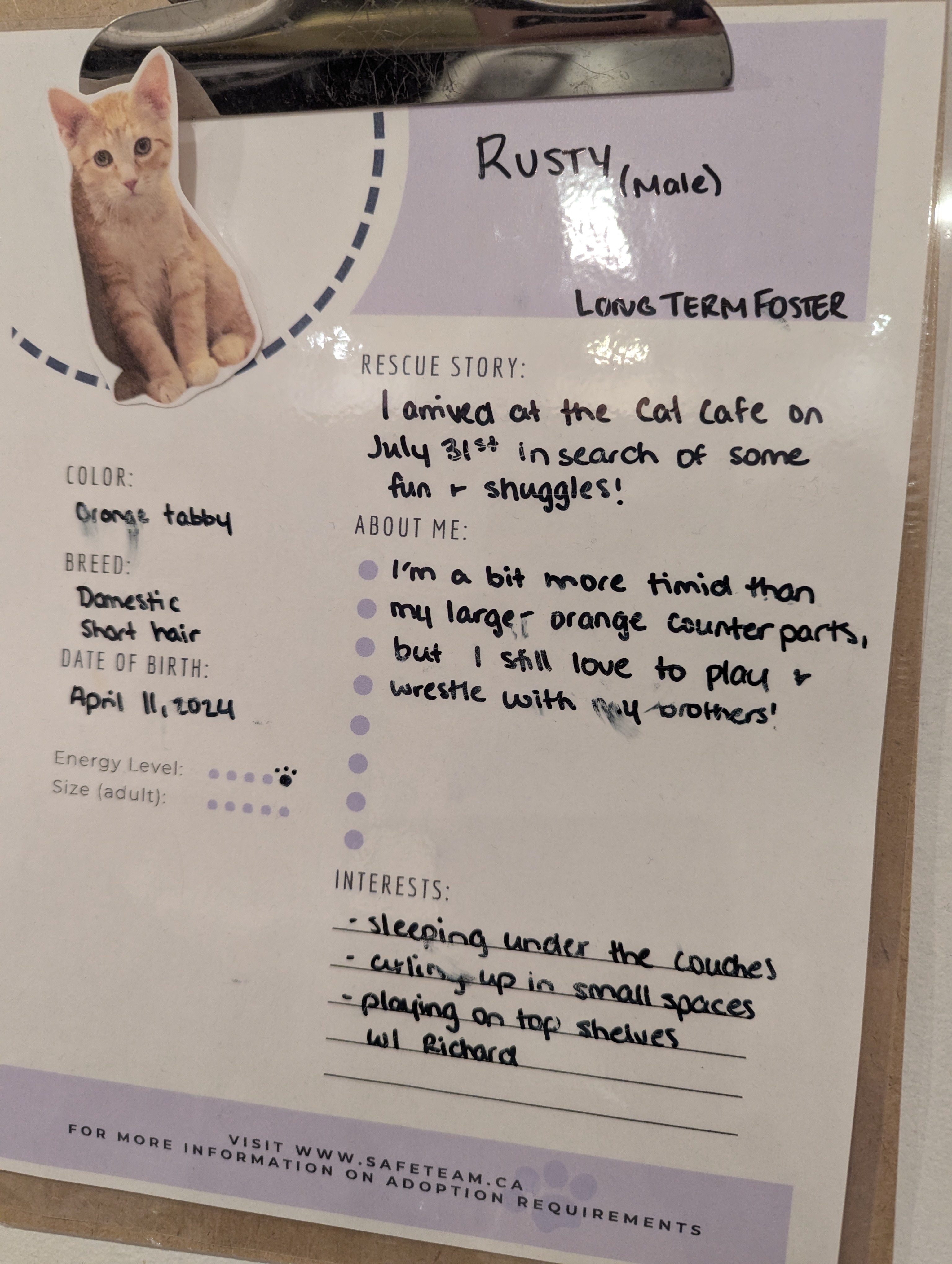 Birthday Trip to Canada, Cat Cafe, Edmonton